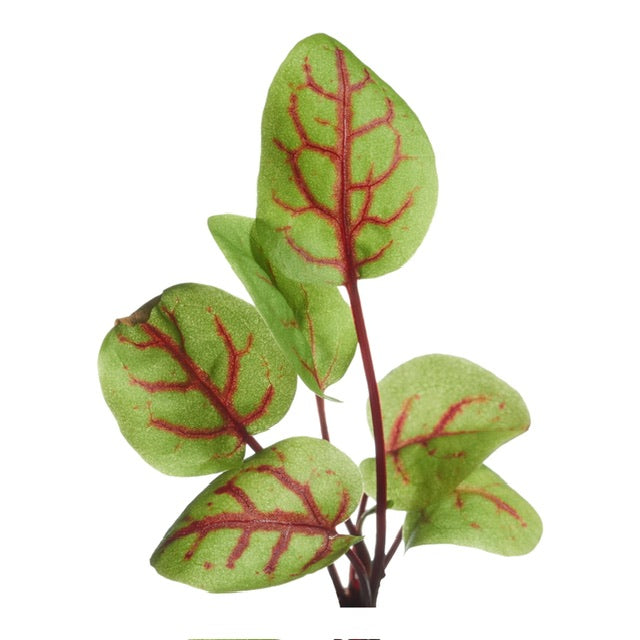 Microgreens Komkommerkruid - Parrot and Bird Supplies