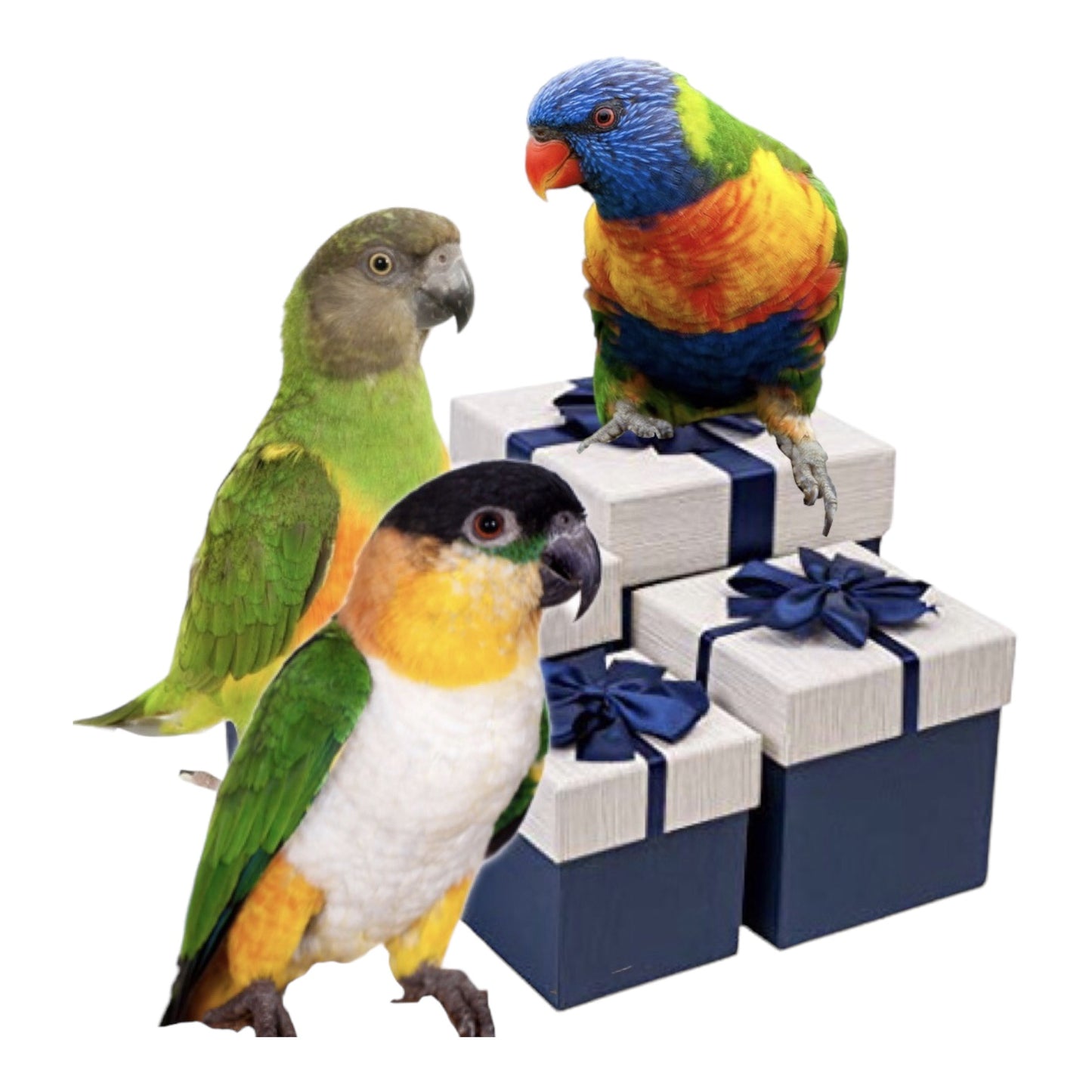 Maand box small, alleen speeltjes - Parrot and Bird Supplies