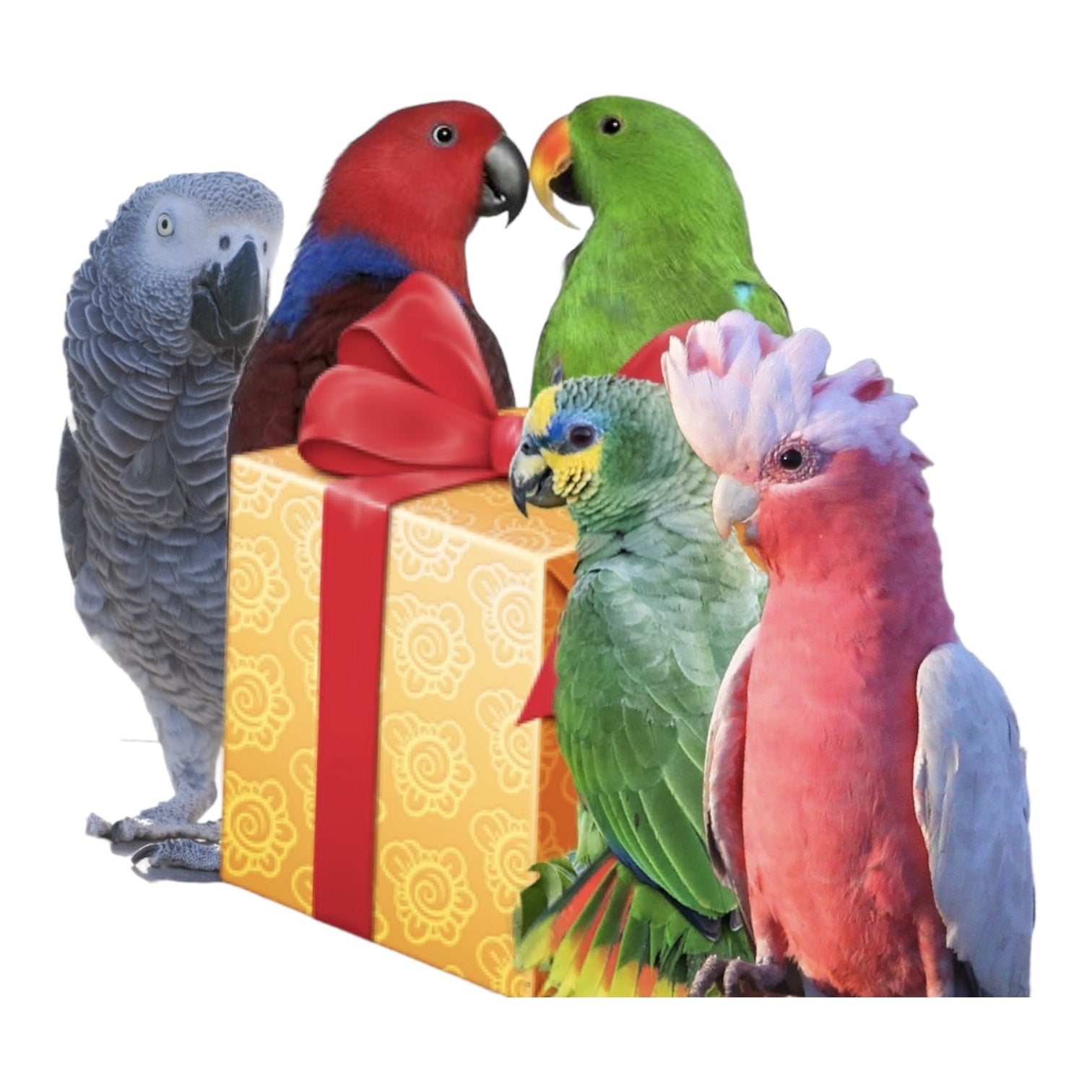 Maand box medium . Alleen speeltjes - Parrot and Bird Supplies