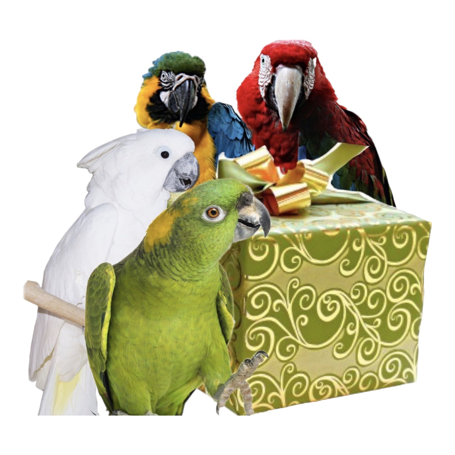 Maand box large. Voeding en speeltjes - Parrot and Bird Supplies