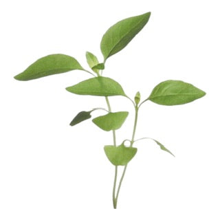 Microgreens Citroen basilicum