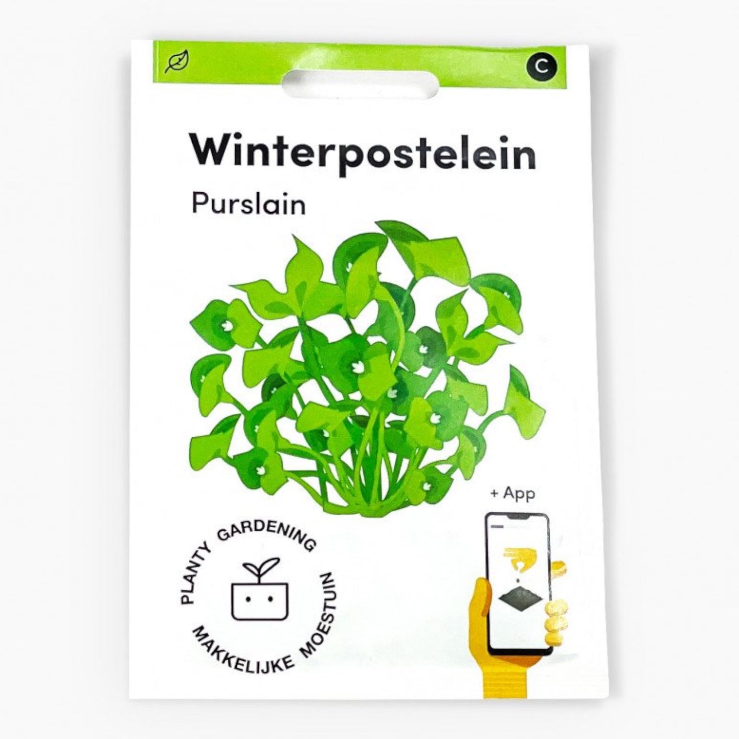 Winterpostelein