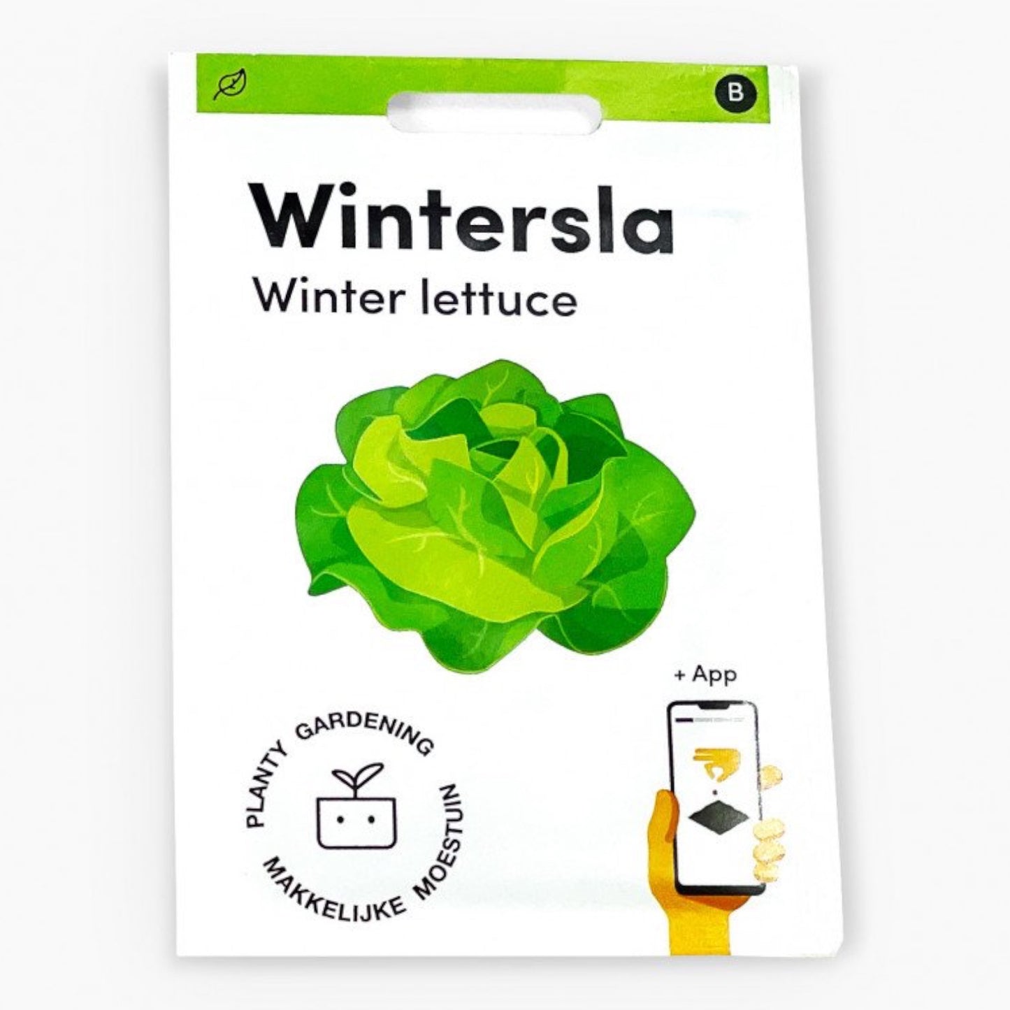 Winter lettuce